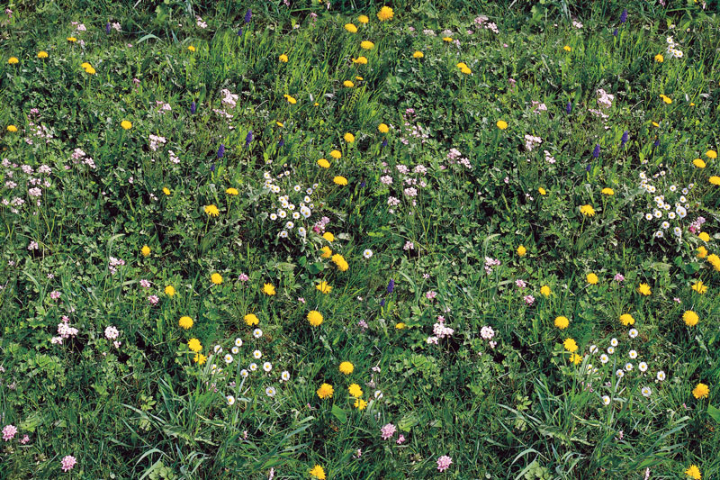 Messeteppich bedruckt Blumenwiese