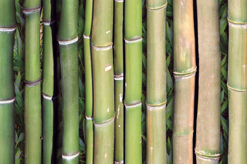 Messeteppich bedruckt Bambusoptik