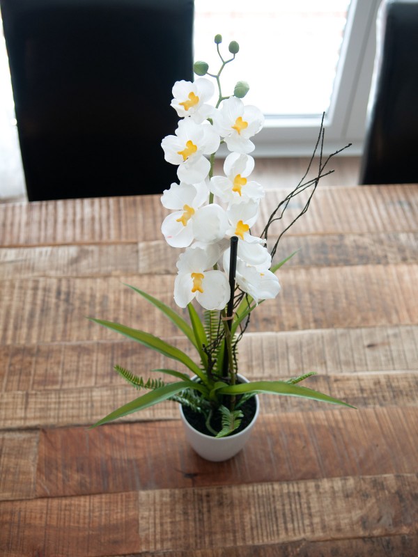 EUROPALMS Orchideen-Arrangement 