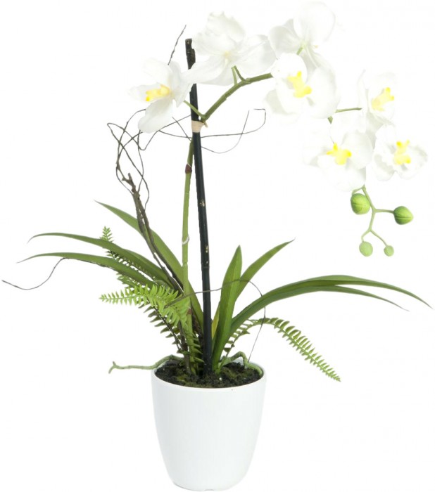 EUROPALMS Orchideen-Arrangement 